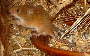 Facts about Rodents for Kids