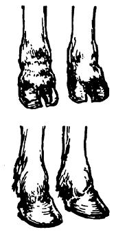 Peter and Polly Series: The Four Horseshoes