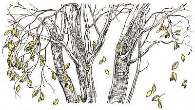 How the Leaves Came Down