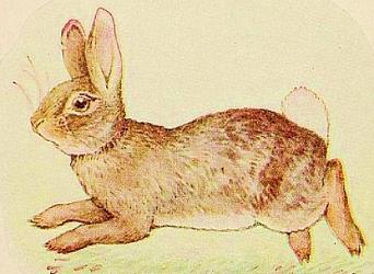 The Story of a Fierce Bad Rabbit