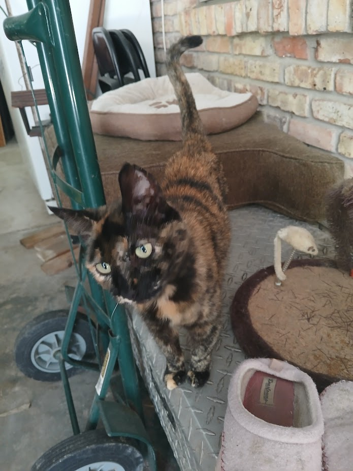 Miss Molly’s Story